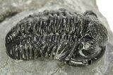 Detailed Gerastos Trilobite Fossil - Morocco #226628-1